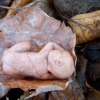 Baby auf Blatt