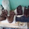 Wachsmodelle von Gorilla und Schimpanse