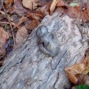 Baby auf Baumrinde