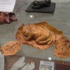 Baby auf Buchenblatt