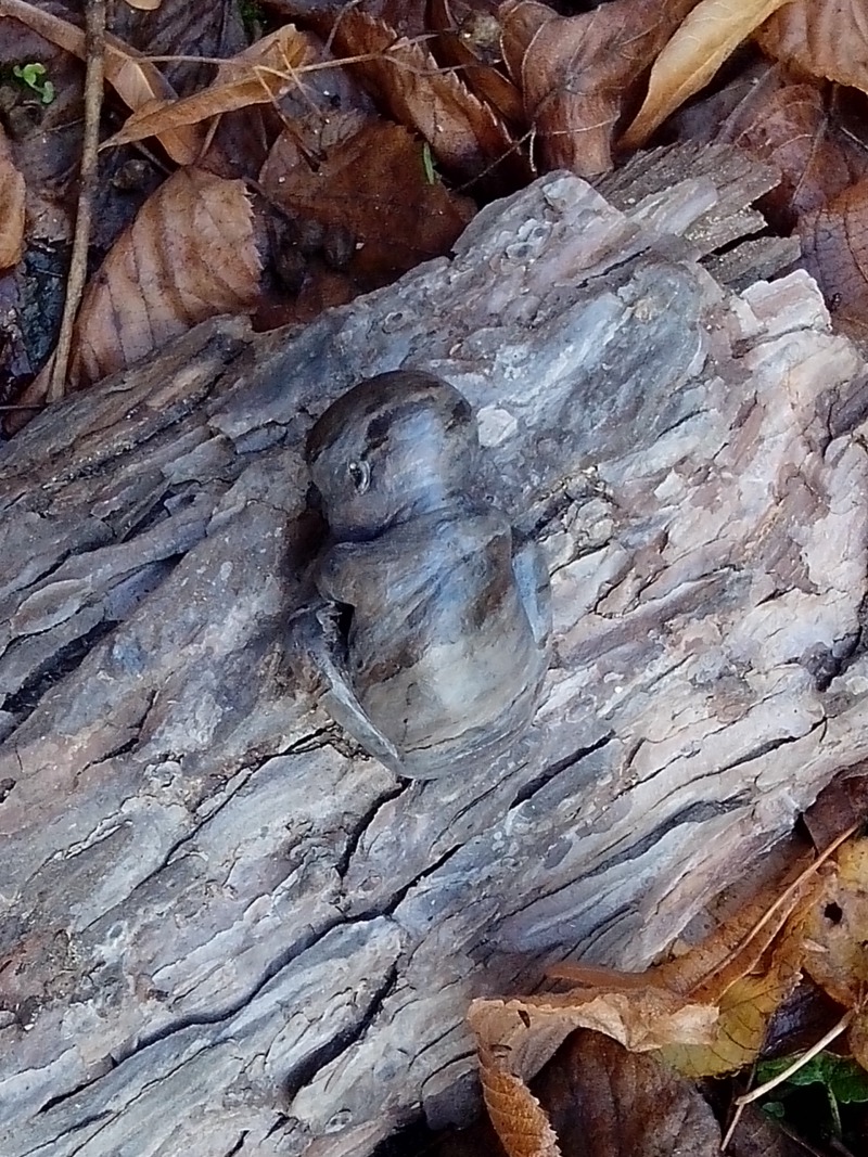 Baby auf Baumrinde